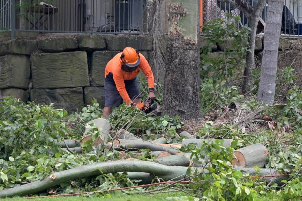 Best Affordable Tree Service  in Churchill, OH